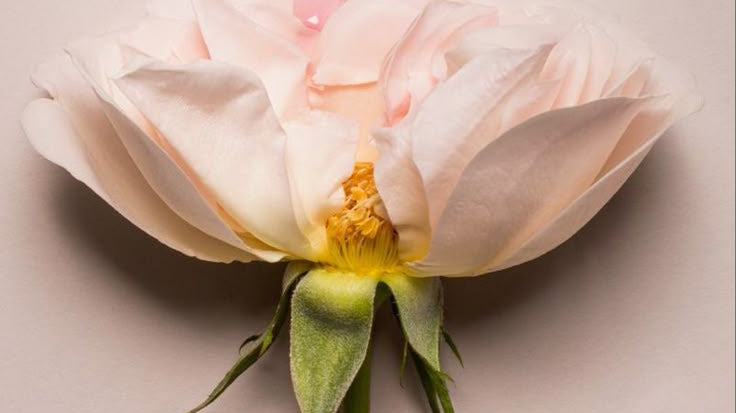 Flujo vaginal a lo largo del mes: ¿cuáles son los tipos y qué significan?